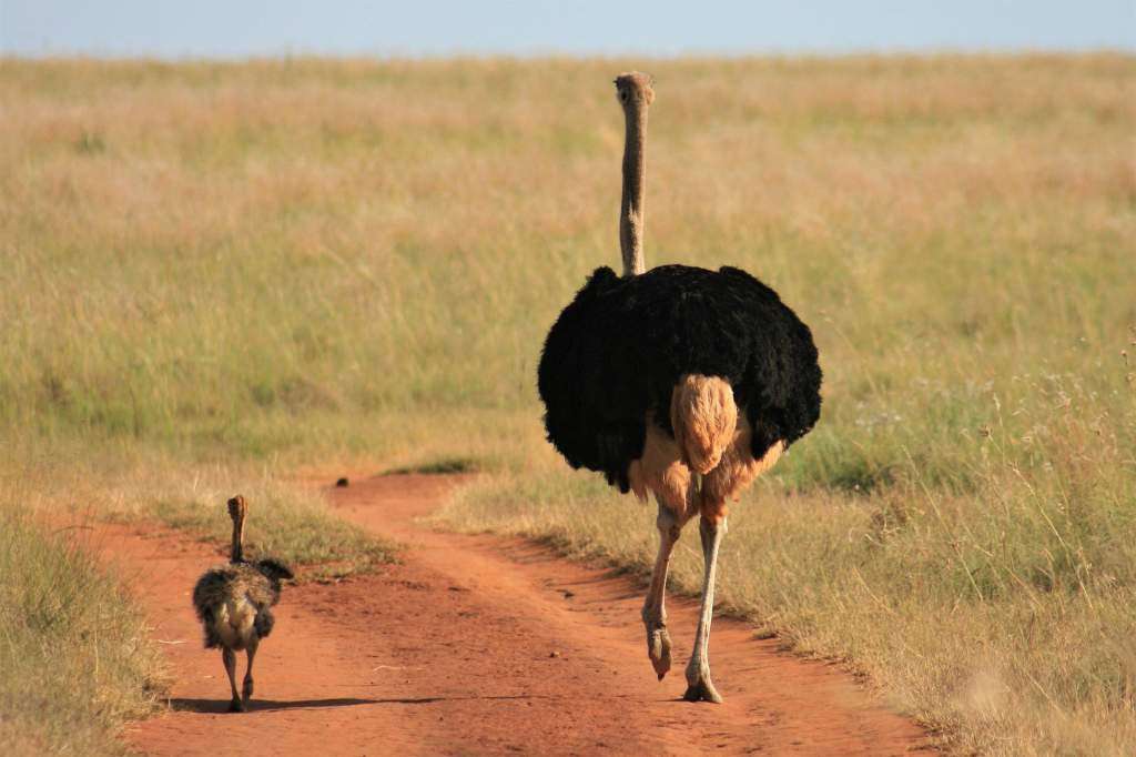  A picture showing Ostriches, the largest and tallest bird