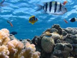 Marine ecosystem showing fish, corals and other biotic & abiotic components