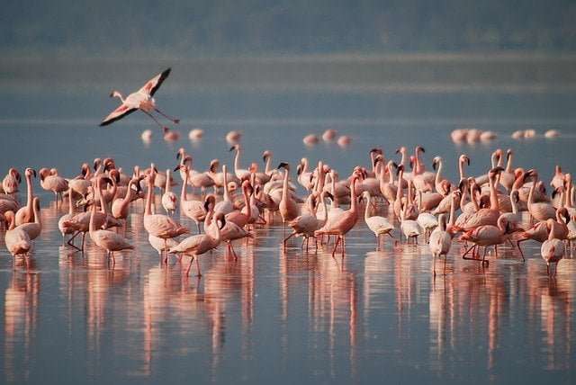 A picture of flamingos. A random picture sample for animal characteristics and classification.