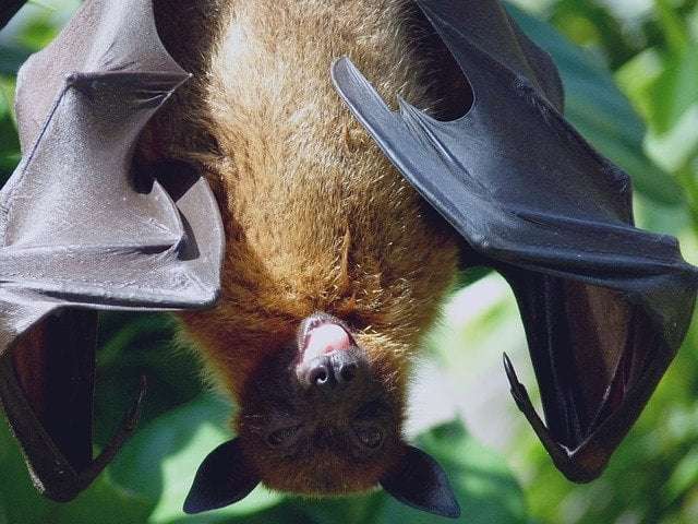 animal fact 2- a picture showing bats, the only flying mammal