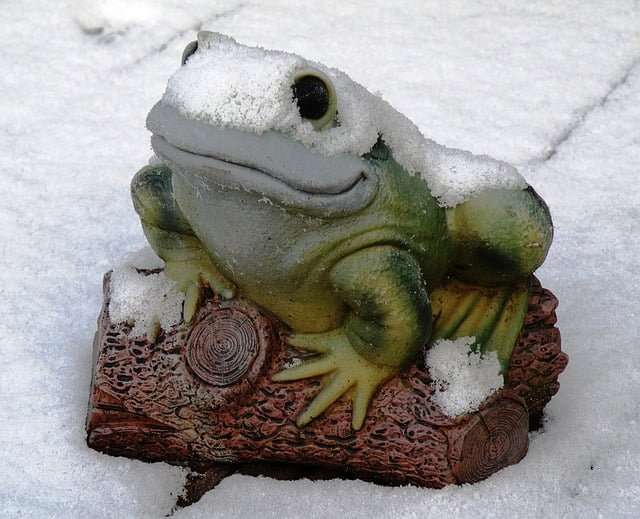 a picture of a frog during winter