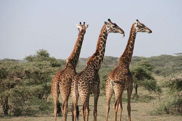 Animal fun facts 4- a picture showing giraffes, the tallest land animal