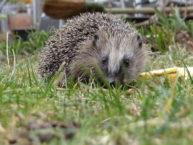 a picture of a hedgehog