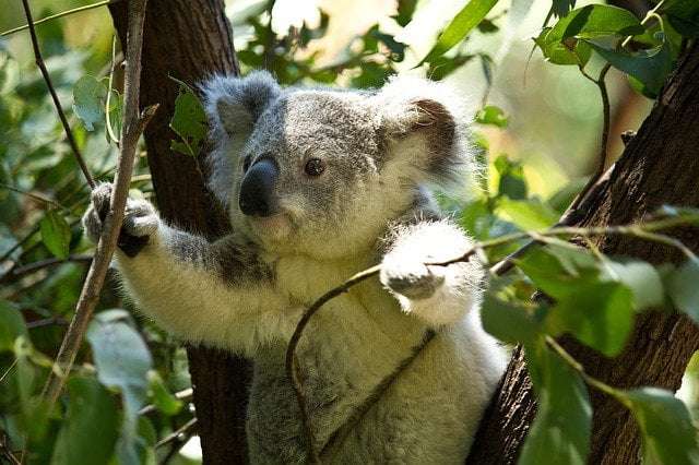 a picture showing a koala who has an indistinguishable fingerprint from humans 