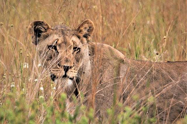 a picture showing a lioness that does 90% of the hunting