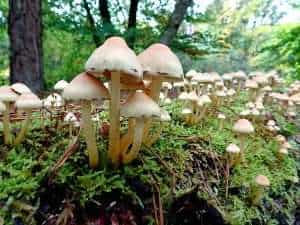 mushrooms (fungus) important decomposers in an ecosystem