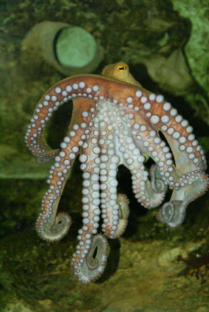 animal fun fact 1- A picture showing an octopus with 8 legs