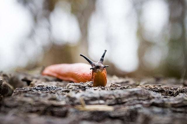 Animal fun facts 6- a picture showing a slug and its four tentacles