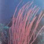 Red whip corals are soft corals