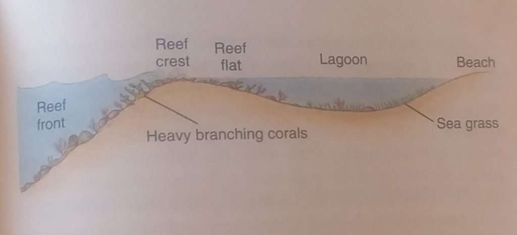 A picture Showing the front reef, reef crest, reef flat and lagoon