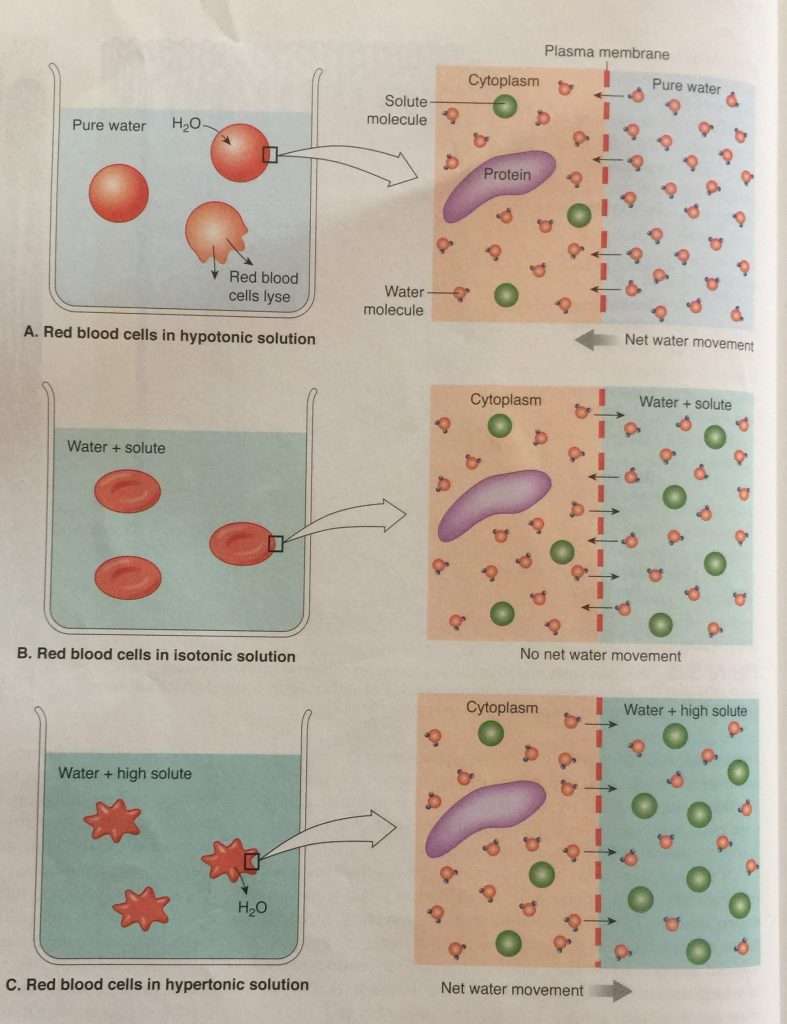Red blood cell experiment showing the process of Osmosis
