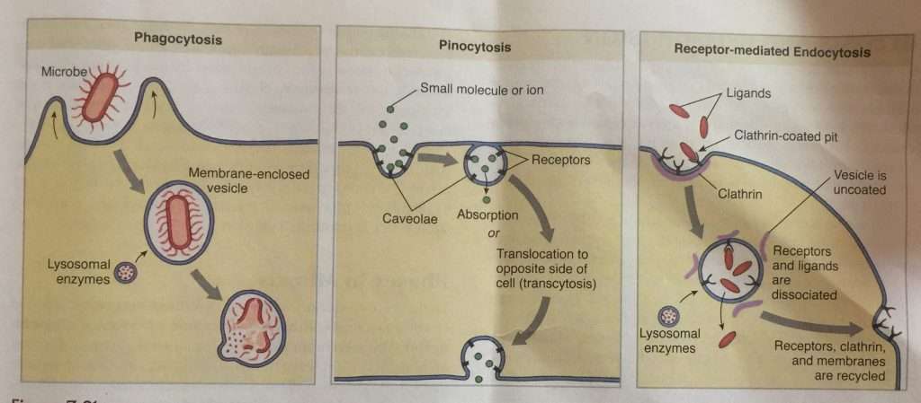 Three types of endocytosis