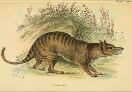 Tasmanian tiger is also among the extinct animals