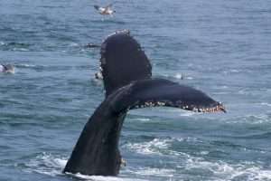 The relationship between whales and barnacles is an example of symbiosis