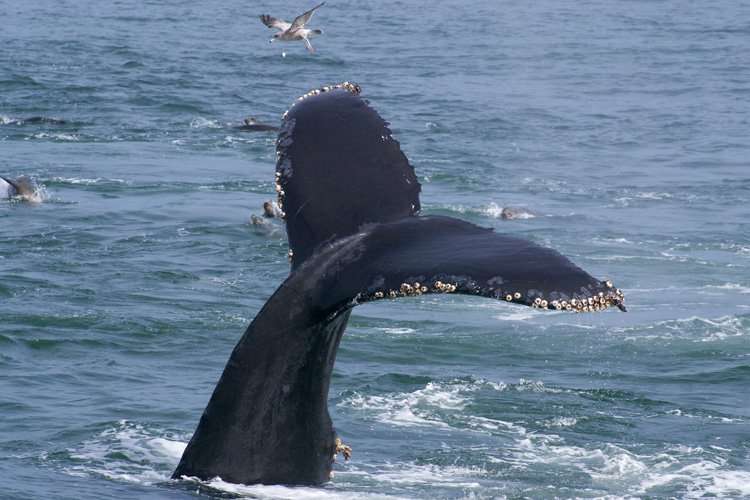 The relationship between whales and barnacles is commensalism