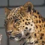 Amur leopard is a critically endangered species