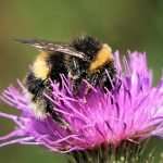 Bumblebee is near extinction