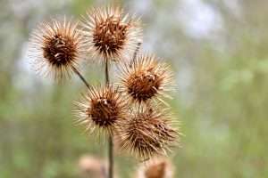 Burdock seeds attach to animal fur or human clothes as a method of dispersal