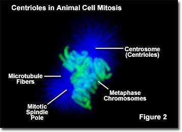 Centriole in Mitosis