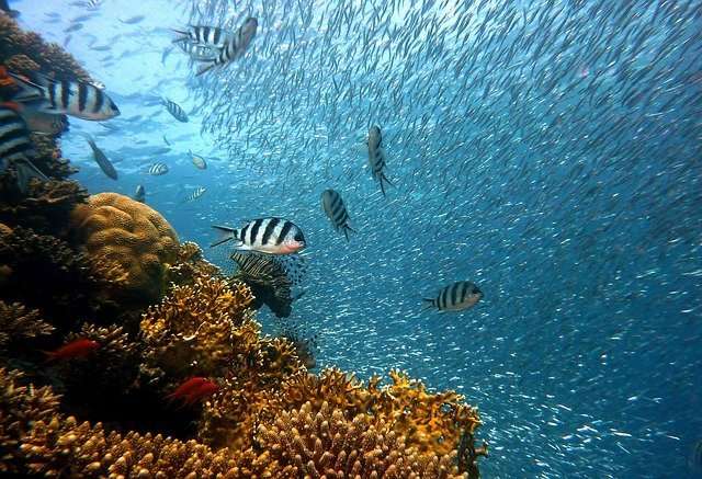 Picture of coral reefs