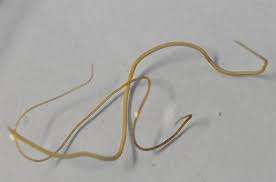 Horsehair worms are parasites of grasshoppers and crickets