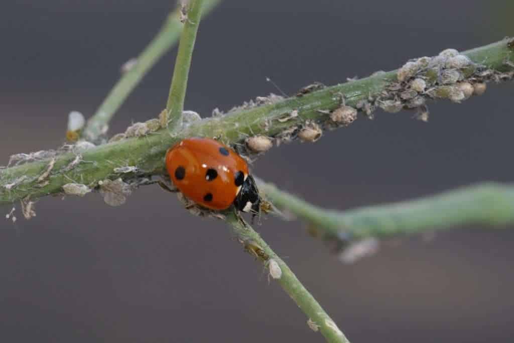 Ladybug attacking aphids on plant