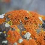 Lichen is mutualism between algae and fungi