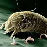 There is Parasitism between mite and human 