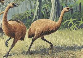 Moa is an extinct flightless bird