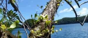 Orchid on tree is another example of commensalism