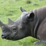 Black rhino needs to be conserved