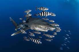 Sharks and pilotfish is a typical example of commensalism