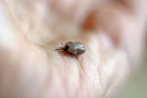 Ticks are parasites