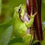 Commensalism Examples and Definition 10 Tree frogs has a commensal relationship with plants as the plants protect it from predators and unfavourable weather conditions.