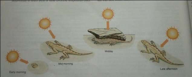 Picture illustrating how ectotherms regulates its body temperature. Using lizard as an example.
