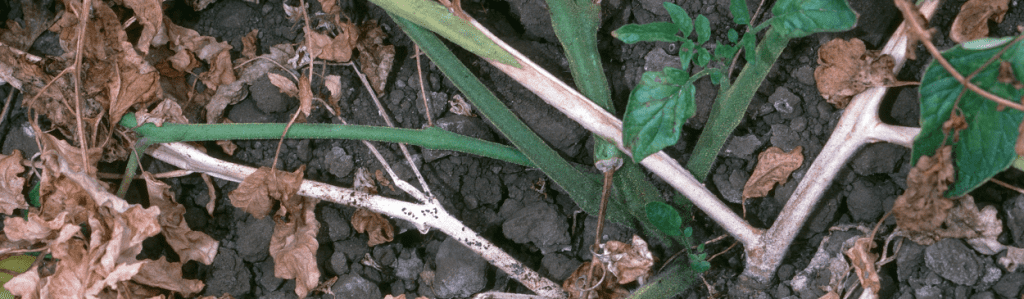 White mold on lower stems of a tomato plant