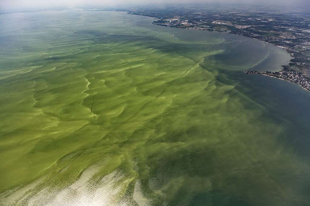 Eutrophication is a type of nutrient pollution that causes algal bloom