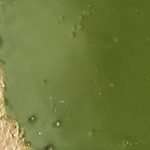 eutrophication in lakes