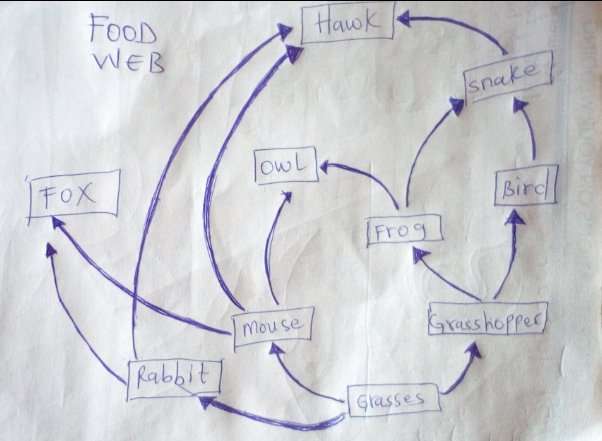 Trophic levels in food web