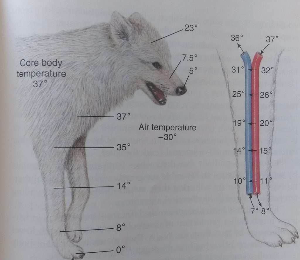 Diagram showing countercurrent heat exchange for cold environments in endothermic animals