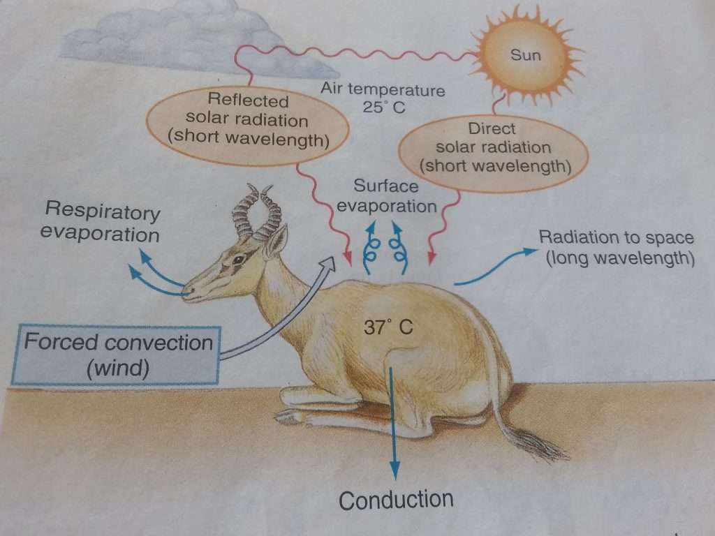 Endothermy in Endotherms: Examples of Endothermic animals - Jotscroll
