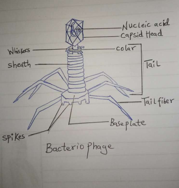 Bacteriophage Diagram
