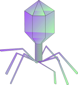 Structure of a bacteriophage