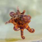 Octopus Lifespan, Intelligence, Brains and Hearts 2 Blue ringed octopus species
