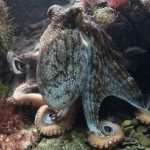 Octopus Lifespan, Intelligence, Brains and Hearts 3 Common octopus