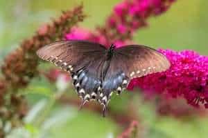 Spicebush swallowtail butterfly mimics the pipevine swallowtail butterfly