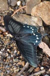 Spicebush swallowtail butterfly mimics the pipevine swallowtail butterfly is the model of mimicry for the spicebush swallowtail butterfly 