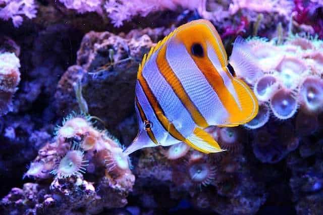 The foureye butterfly fish exhibit mimicry