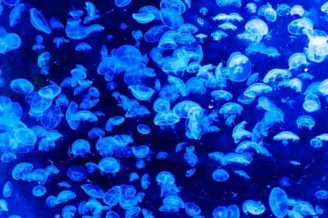 Too many jellyfishes in a water body result in jellyfish bloom