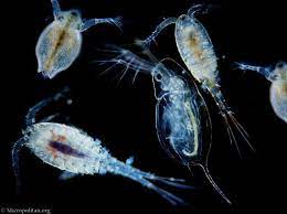 What is a Zooplankton Animal? Examples and Types - Jotscroll